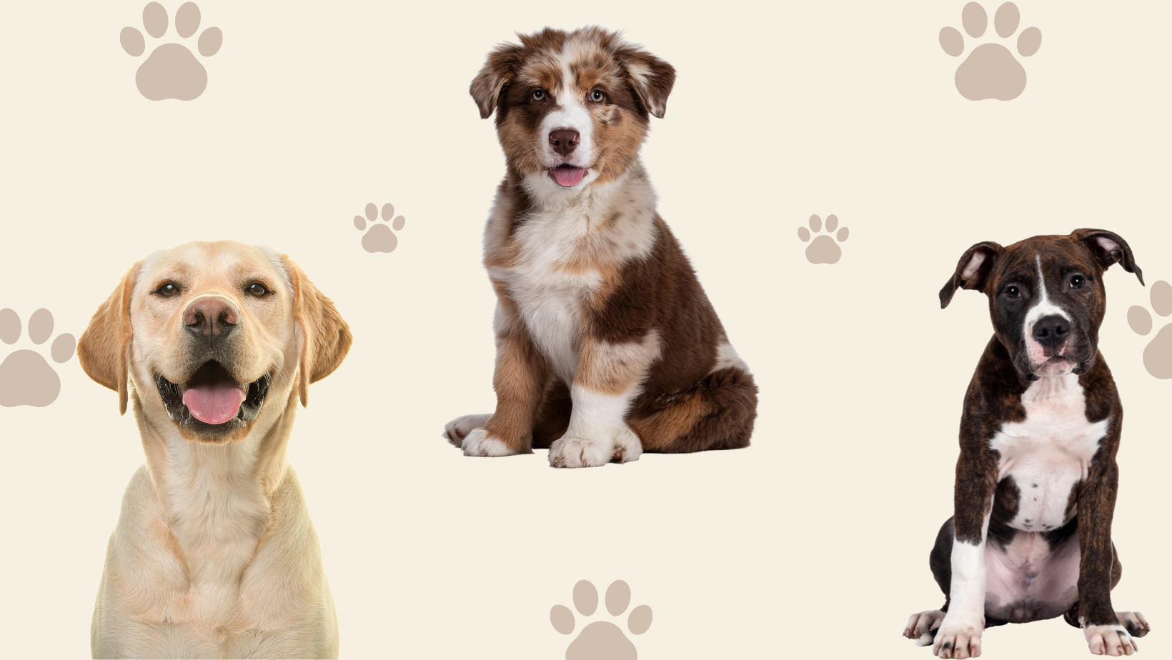 Boutique Spécialisée dans les Accessoires pour Chiens