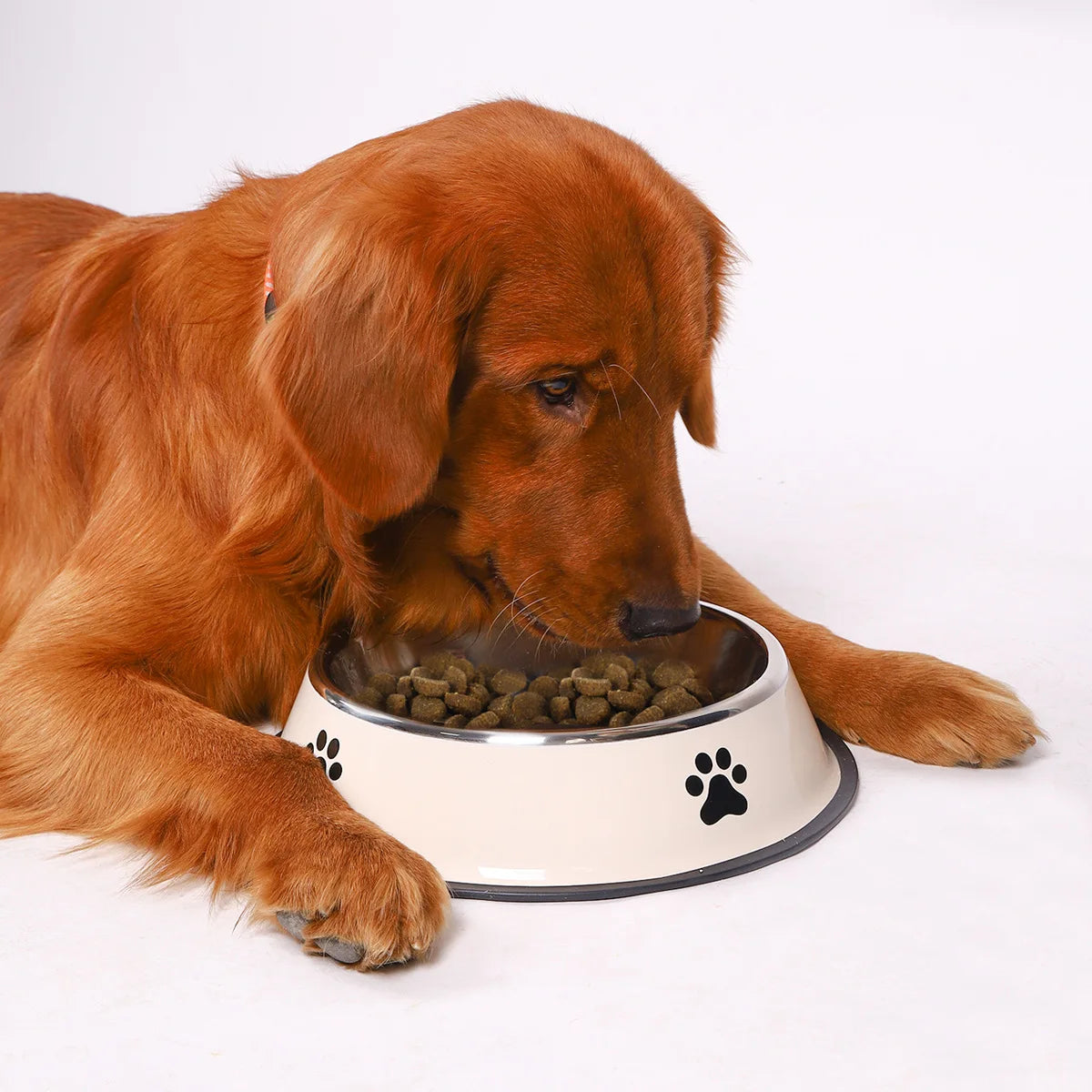Gamelle Chien Inox