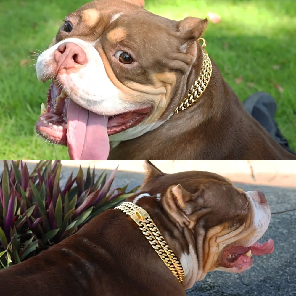 Collier Chaine Chien