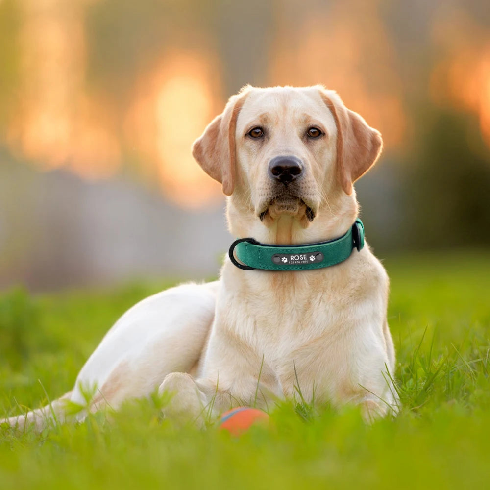 Colliers Personnalisés pour Chiens
